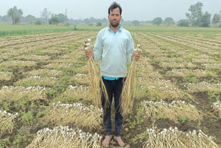 Farmer Hits Jackpot by Cultivating Garlic on Loans at Madhya Pradesh's Chhindwara