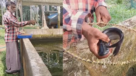 Great Success In Fish Farming  Farmer Achieve Success  മത്സ്യ കൃഷി  Fish Farming