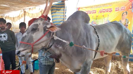 ಹಳ್ಳಿಕಾರ್ ಹೋರಿ ಕೃಷ್ಣ