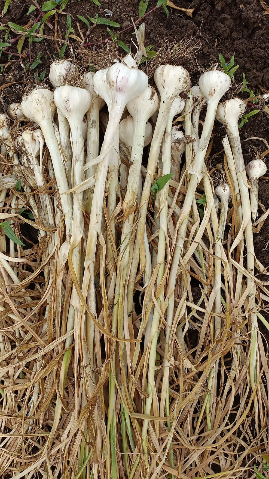 farmer earns crores by garlic