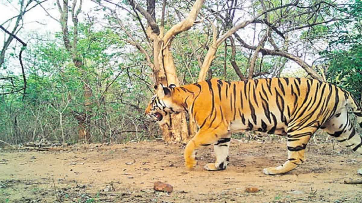 Tigers Census In Nallamala Forest