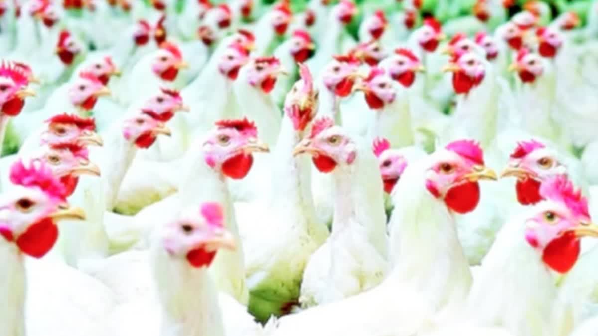 HIGH NUMBER OF POULTRY DEATHS IN NTR DISTRICT