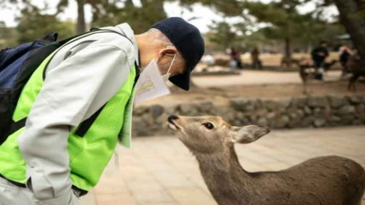 The Squad Saving Deer From Tourist Trash In Japan's Nara