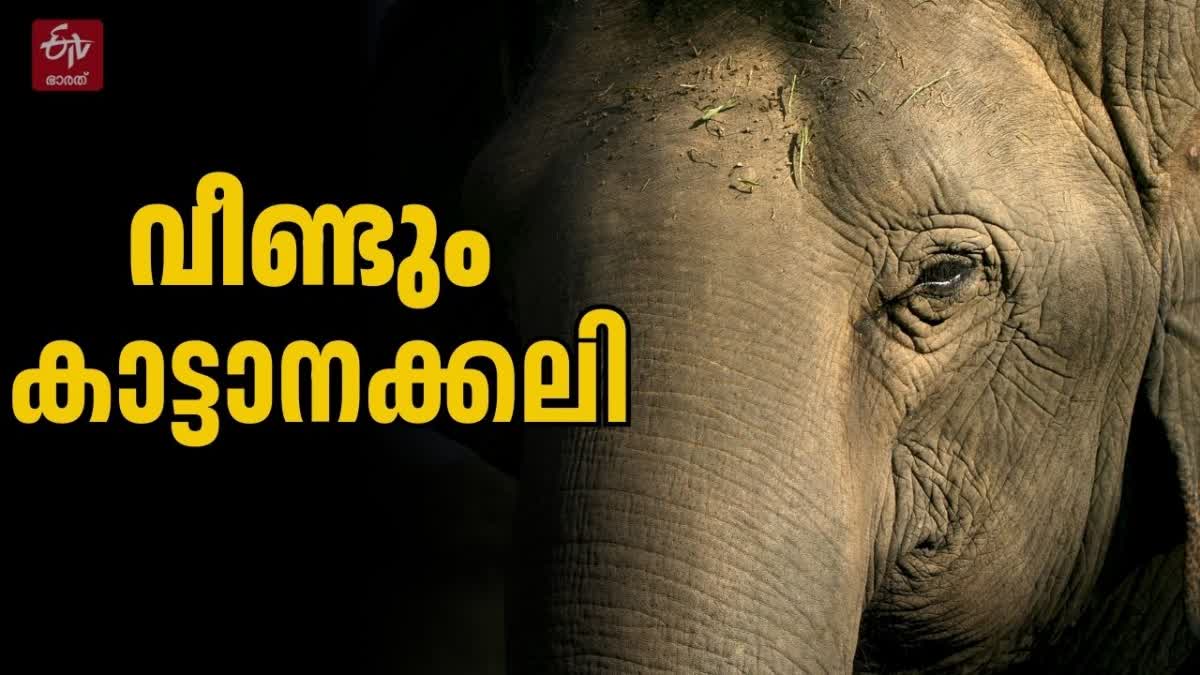 ELEPHANT ATTACK Wayanad  WILD ELEPHANT ATTACK IN WAYANAD  കാട്ടാന ആക്രമണം വയനാട്  ആദിവാസി യുവാവ് മരിച്ചു