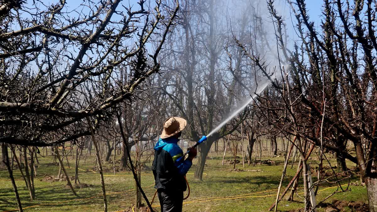 A farmer sprays pesticides on apple trees in an orchard, in Budgam, Kashmir