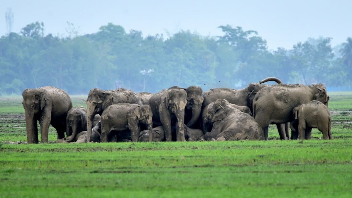 Elephant Attack In kerala