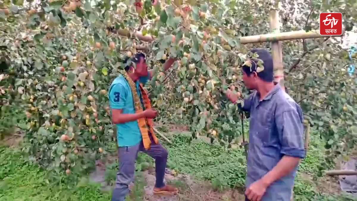 Dhemaji Jujube cultivation