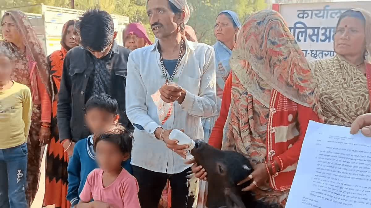 Calf In Lap, Farmer Reaches SP Office Seeking Help To Find Stolen Buffalo