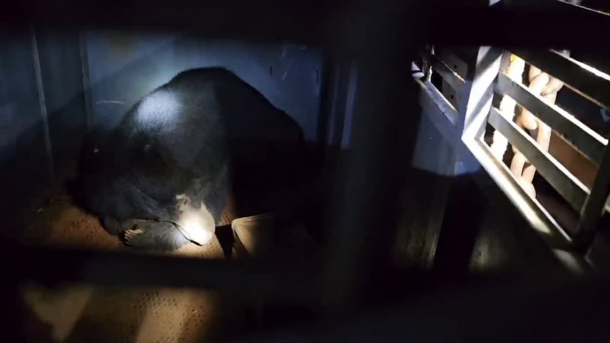 A bear that entered temples and gorged on oil and ghee, giving sleepless nights to priests and locals, was finally caught in a trap set up by the Forest Department at the compound of Kombankallu Chirammal family temple in Thelpara at around 1 am on Wednesday