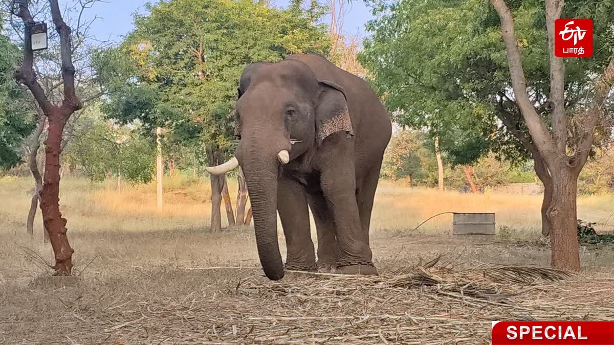 CHINNATHAMBI  WILD ELEPHANT CHINNATHAMBI  KUMKI ELEPHANT  COIMBATORE THADAGAM AREA