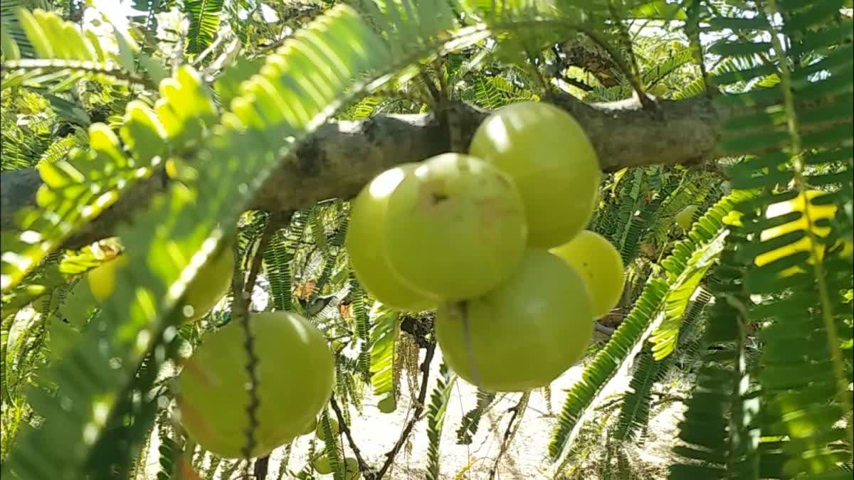 Regular intake of Amla can prevent cancer, skin, heart, liver and kidney diseases.