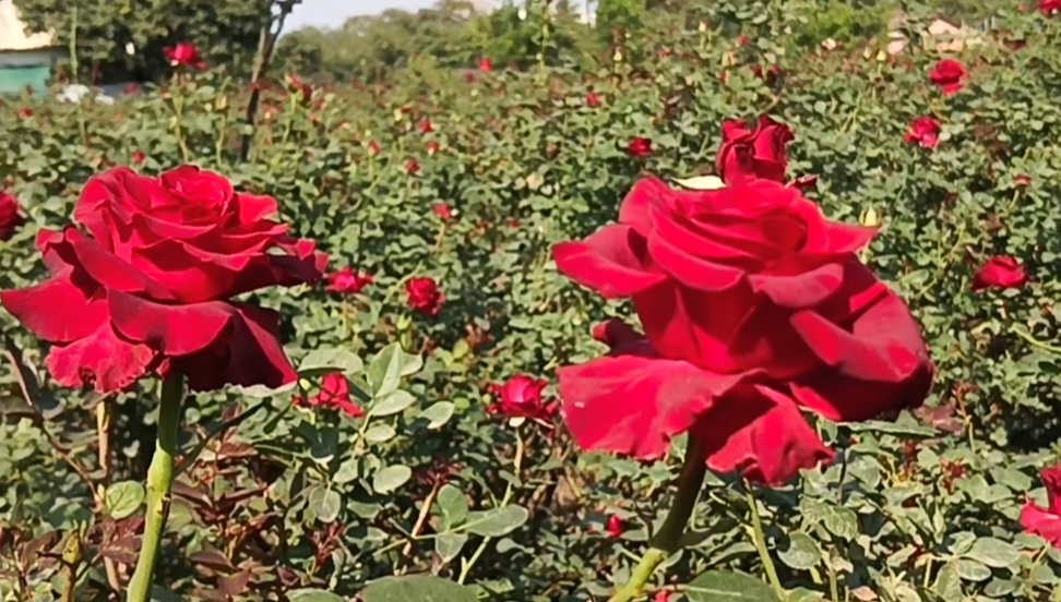 Nashik Rose