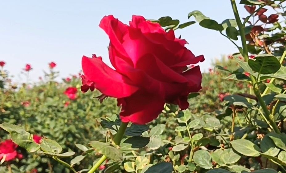 Nashik Rose