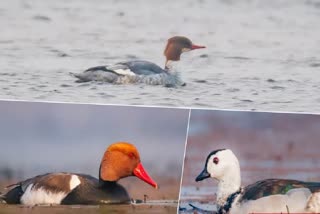 Migratory Bird Common Merganser Sighted For First Time In Asansol