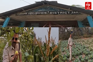 Barpeta District Jail succeeds in multi-purpose farming