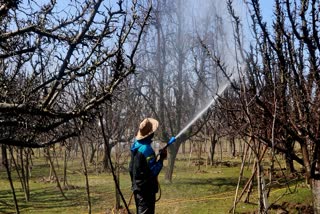 A farmer sprays pesticides on apple trees in an orchard, in Budgam, Kashmir