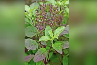 BEST METAL OFFERING WATER TO TULSI