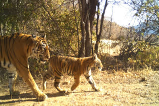 TIGRESS GAVE BIRTH TO Two CUBS