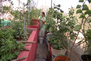 Woman_Growing_Crops_on_Terrace