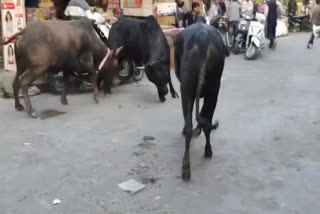 HALDWANI BULL FIGHT