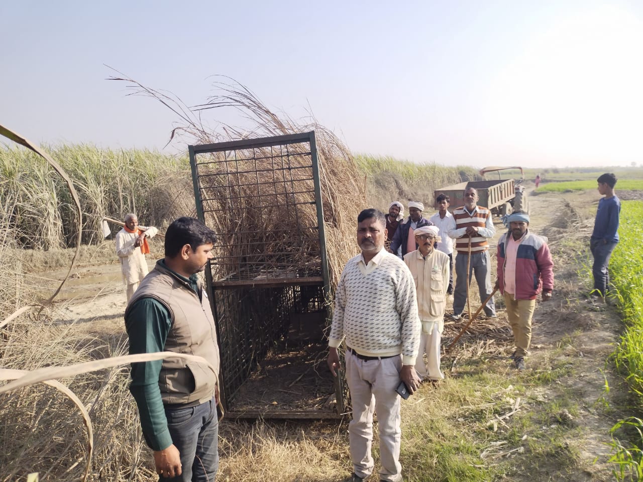 Leopard in Bagaha