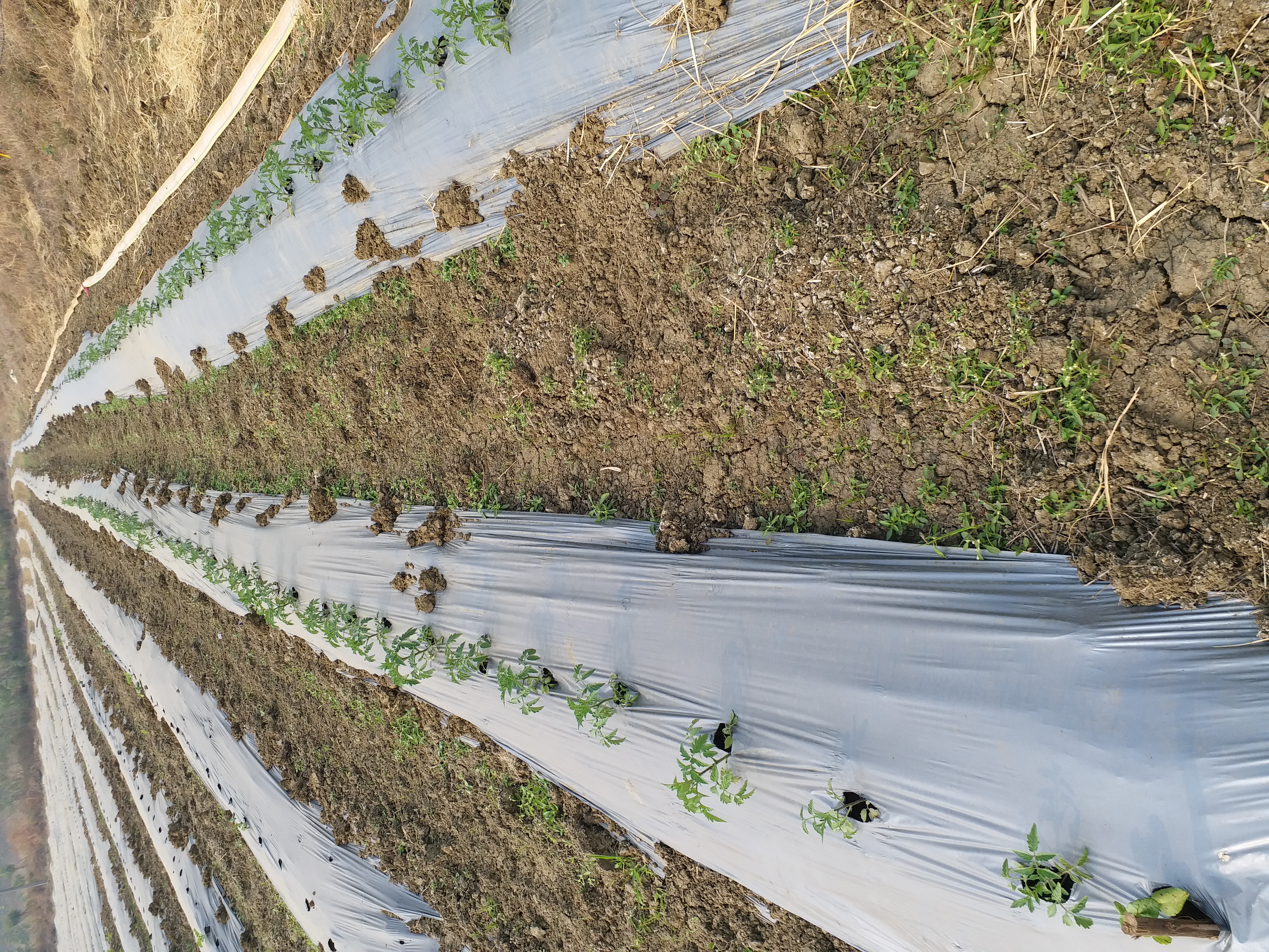 shahdol vegetables farming