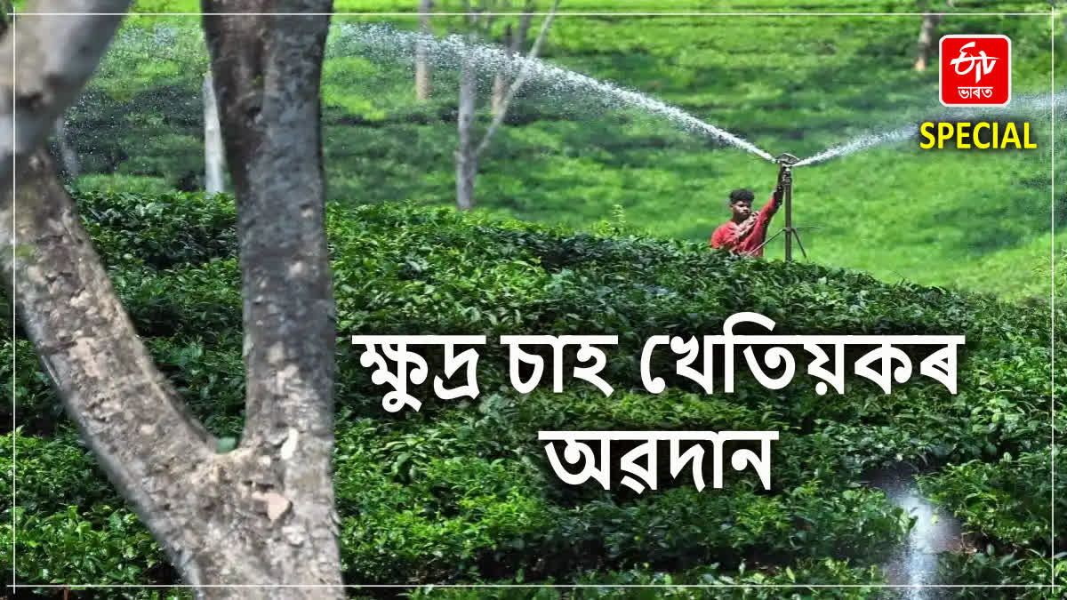 দেশৰ মুঠ চাহ উৎপাদনৰ 53 শতাংশ ক্ষুদ্ৰ চাহ খেতিয়কৰ