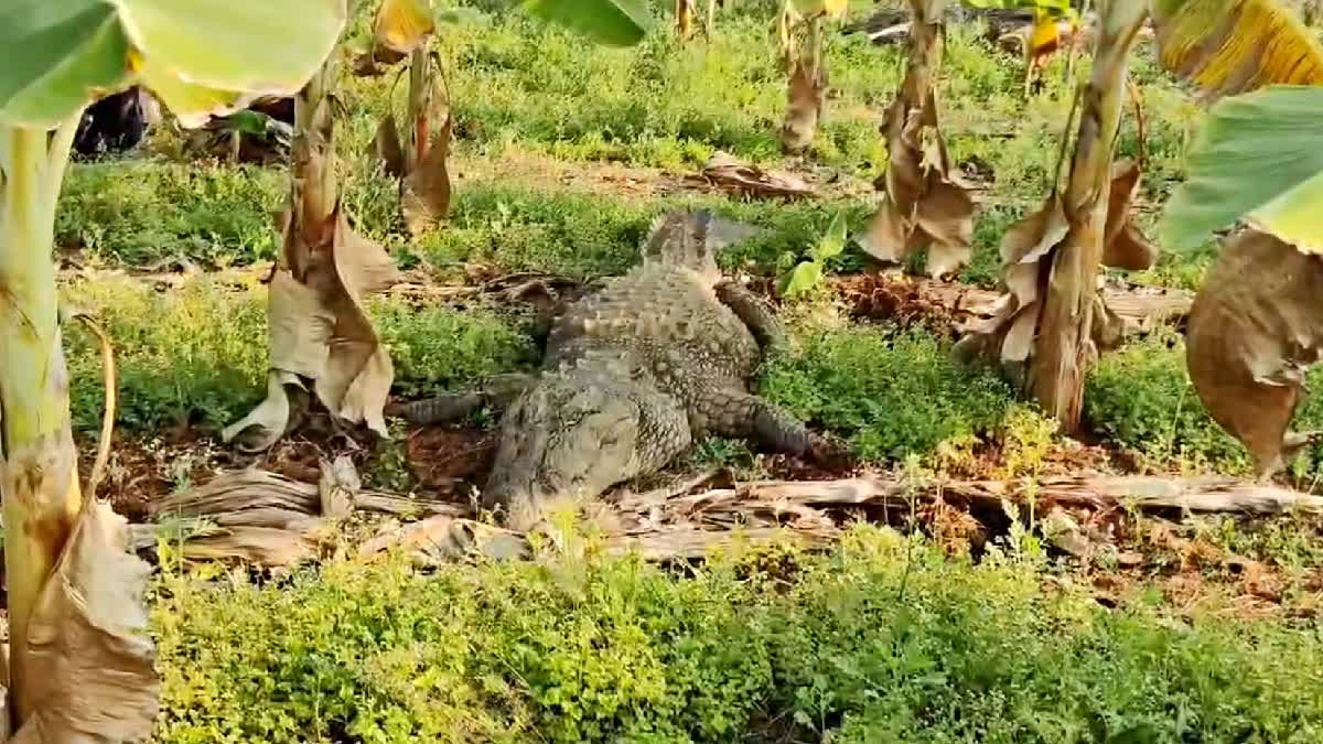 Crocodile Entered in banana plantation at Coimbatore