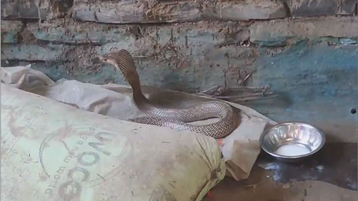 People gave milk to cobra snake