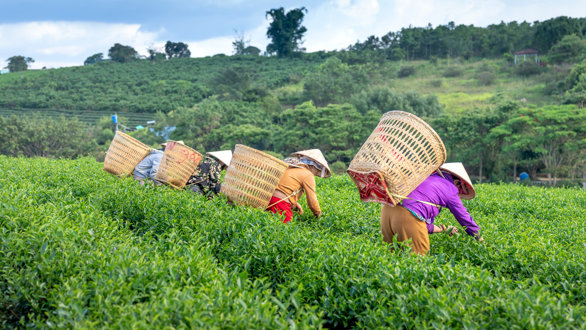 Small Tea Growers