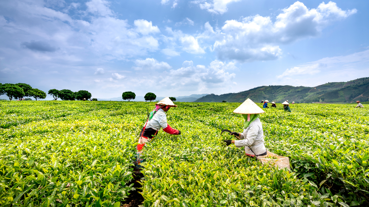 Small Tea Growers