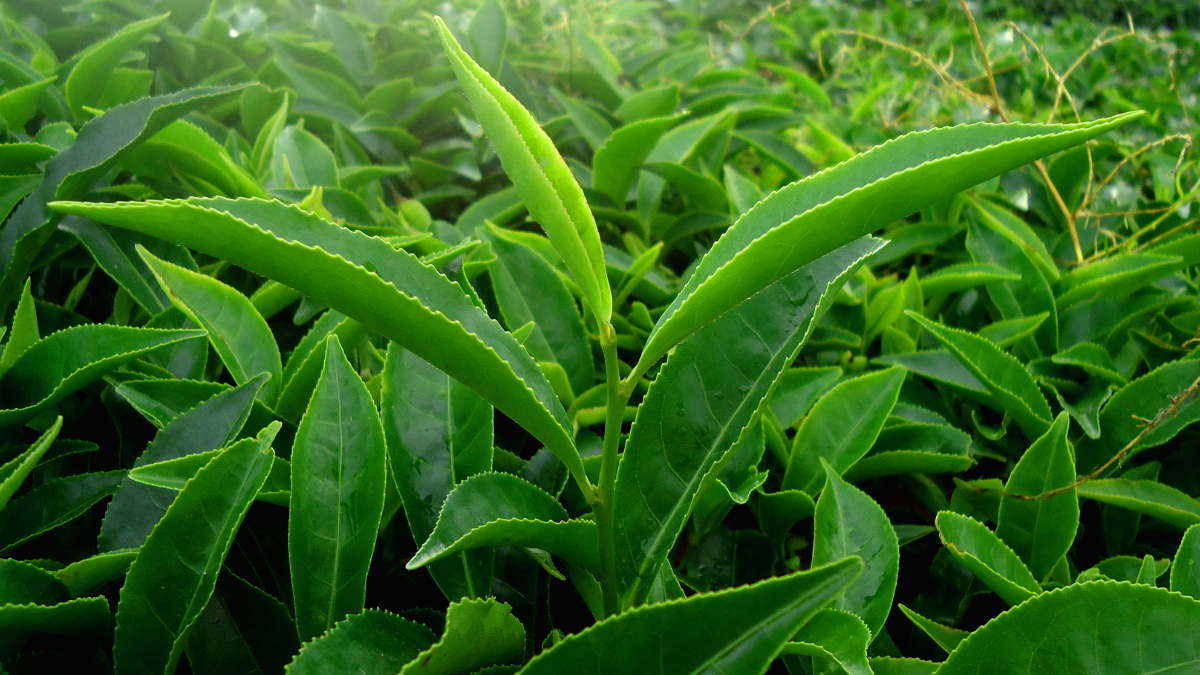 Small Tea Growers