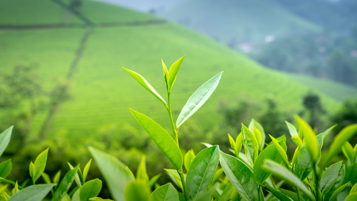 Small Tea Growers