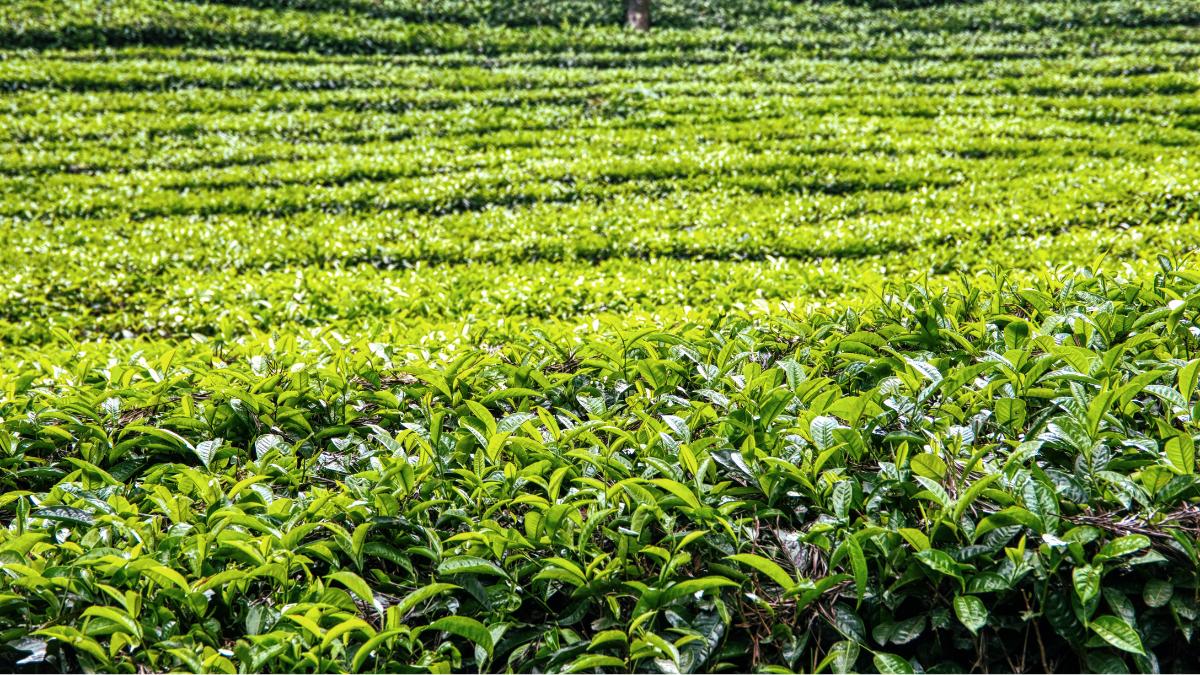 Small Tea Growers