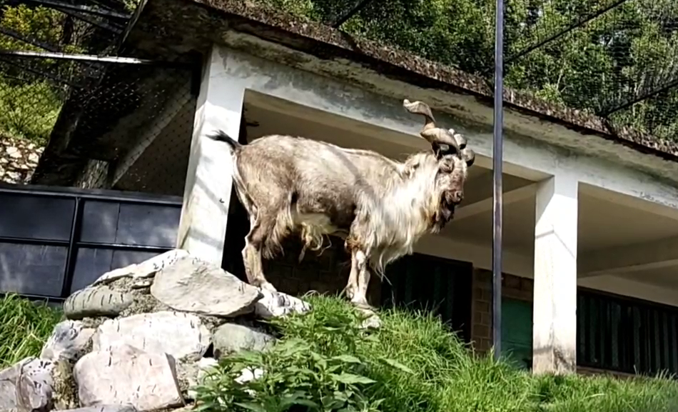 Markhor Goat in Nainital