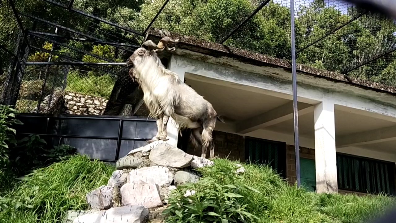 Markhor Goat in Nainital