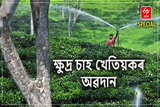 দেশৰ মুঠ চাহ উৎপাদনৰ 53 শতাংশ ক্ষুদ্ৰ চাহ খেতিয়কৰ