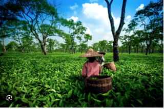 Small Tea Growers