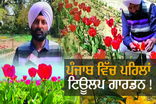 Tulip Garden In Punjab First Time