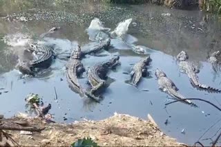 crocodiles in shivpuri drain