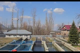 Fish Farming In Budgam