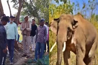 wild-elephant-killed-old-man-in-bundu-of-ranchi