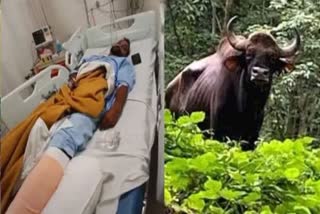 Wild Buffalo Attack  Farmer Injured In Buffalo Attack  കാട്ടുപോത്ത് ആക്രമണം  കര്‍ഷകന് നേരെ കാട്ടുപോത്ത് ആക്രമണം