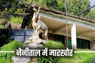 Markhor Goat in Nainital