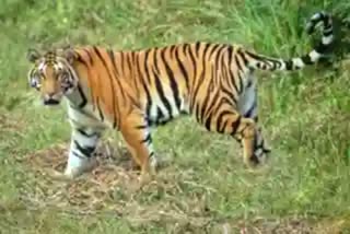 Tiger_Attack_on_Cow_in_Prakasam_District