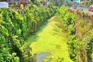 RIVER POLLUTION IN KOZHIKODE  കനോലി കനാൽ  കനോലി കനാൽ ശുദ്ധീകരണം  KOZHIKODE NEWS