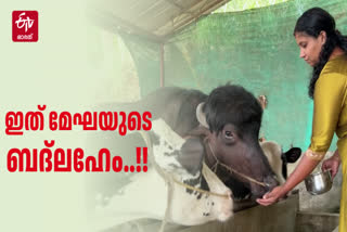RAJAKKAD NATIVE MEKHA CATTLE FARM  IDUKKI CATTLE FARMERS  രാജാക്കാട് മേഘ പശുഫാം  AGRICULTURE IDUKKI