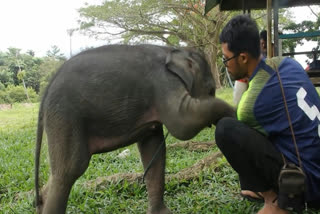 Indonesian authorities rescue a critically endangered baby Sumatran elephant after it became separated from its mother.
