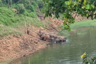 UMARIA BANDHAVGARH TIGER RESERVE