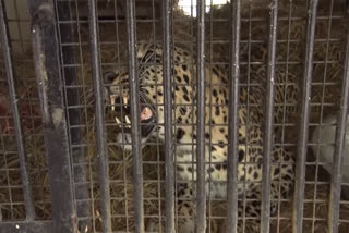 UTTARAKHAND LEOPARD TREATMENT  MAN EATER LEOPARDS  WILDLIFE TRANSIT CENTRE  പുള്ളിപ്പുലി